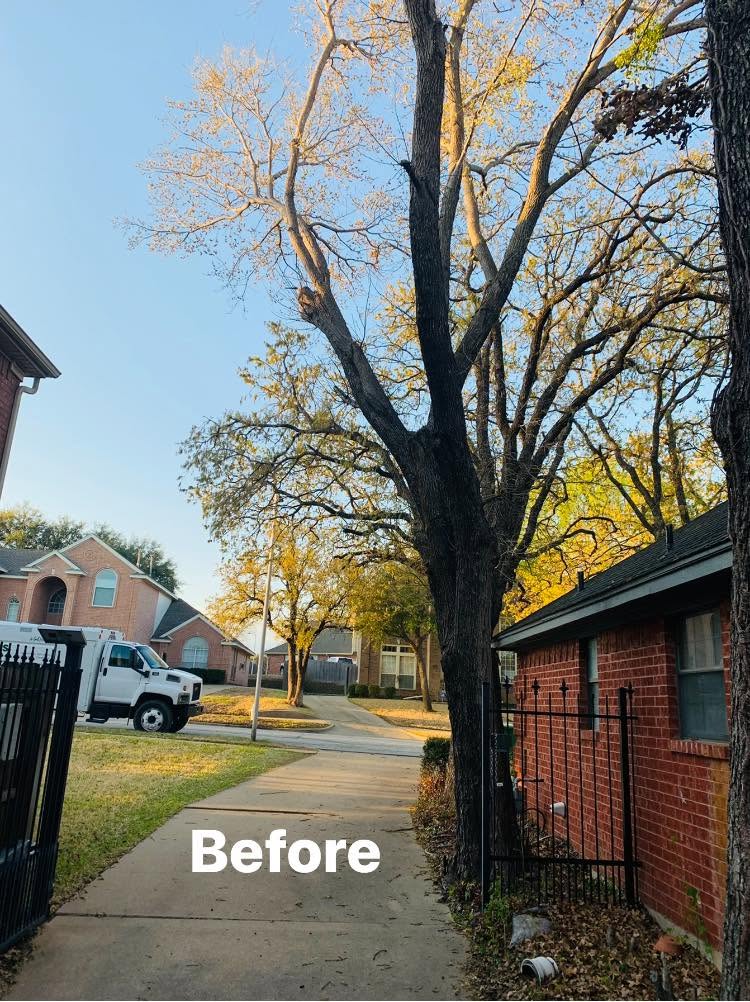 Before tree removal beside a red brick home