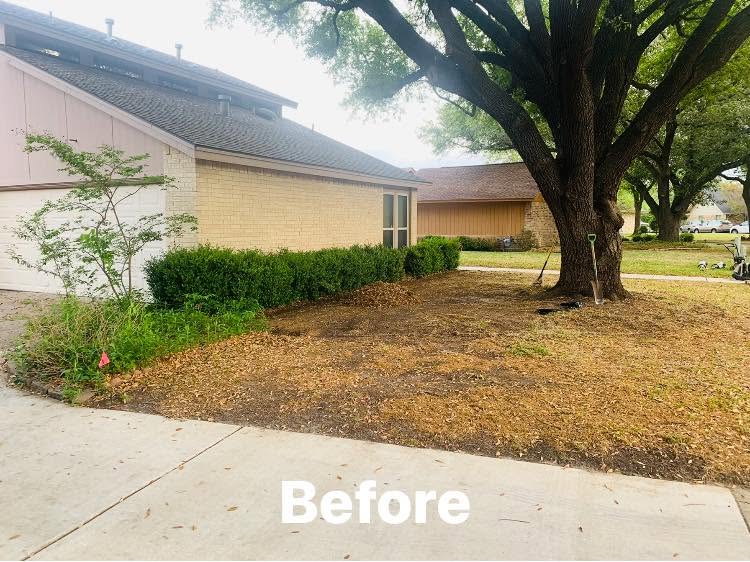 Before mature tree landscape restoration