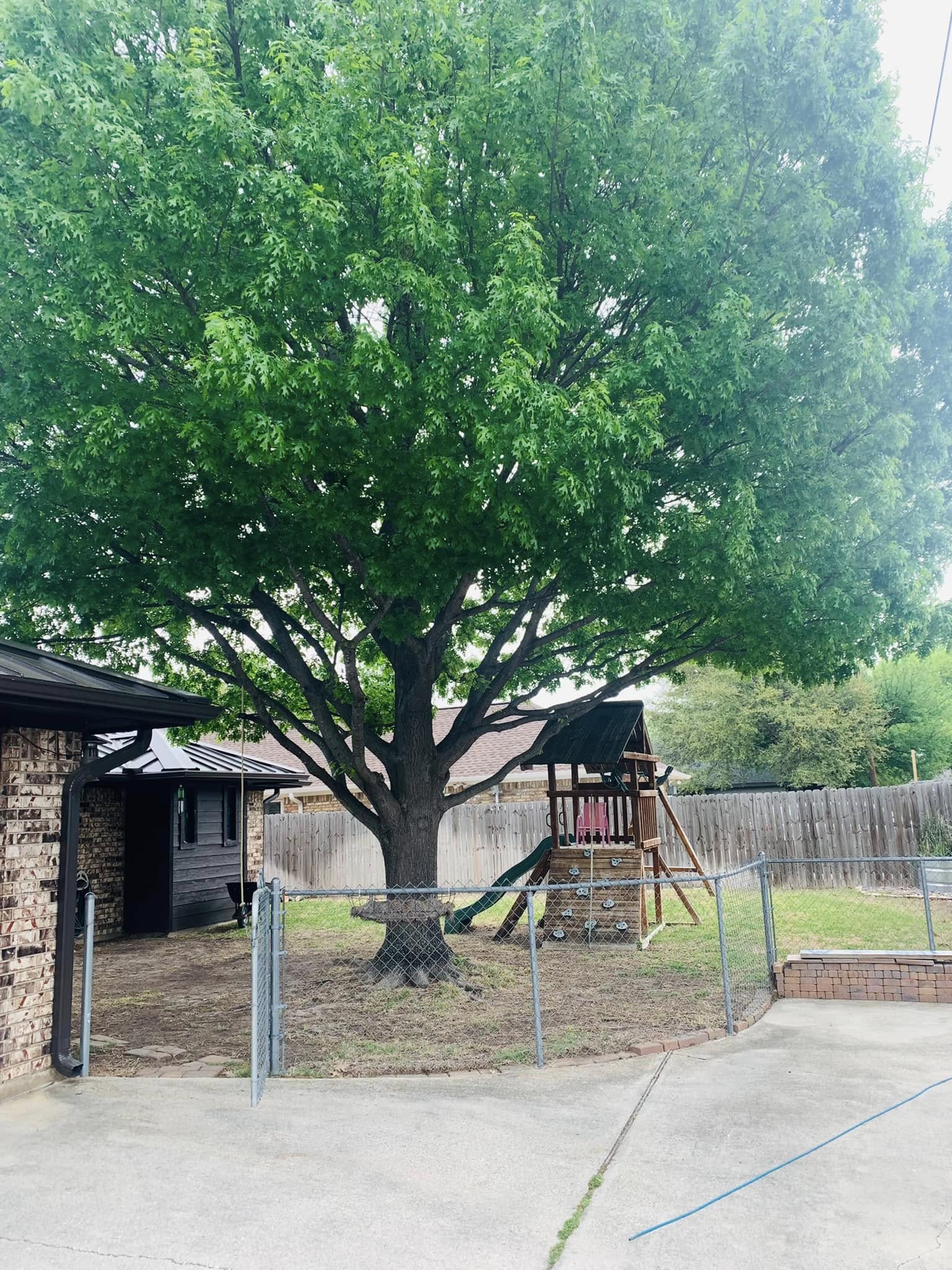 Mature tree maintained beside a residential property