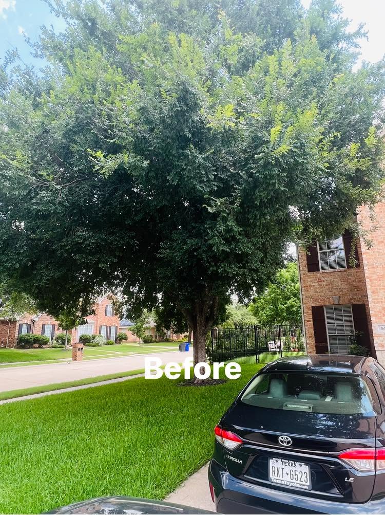 Residential Tree Trimming project