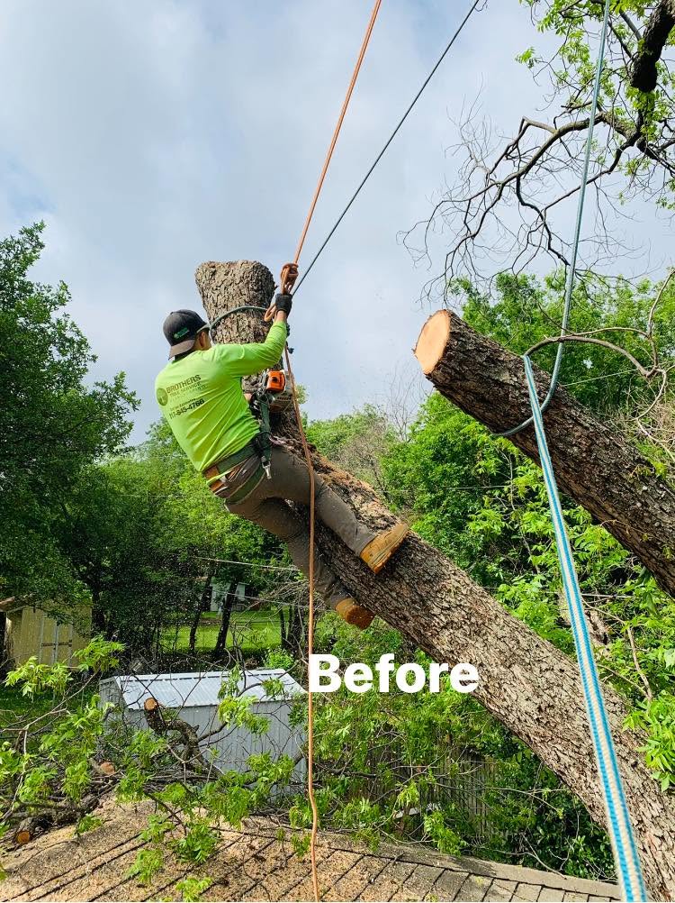Hernandez tree professional performing a controlled residential tree removal