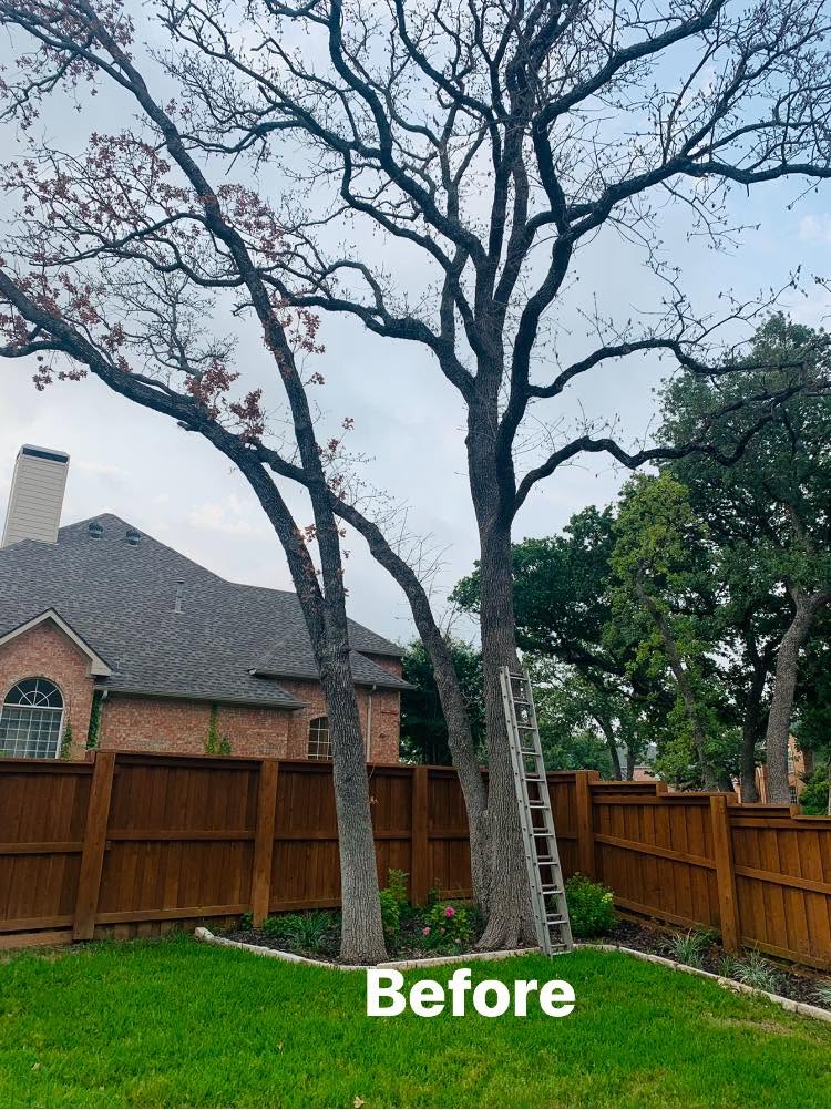 Branch Removal project