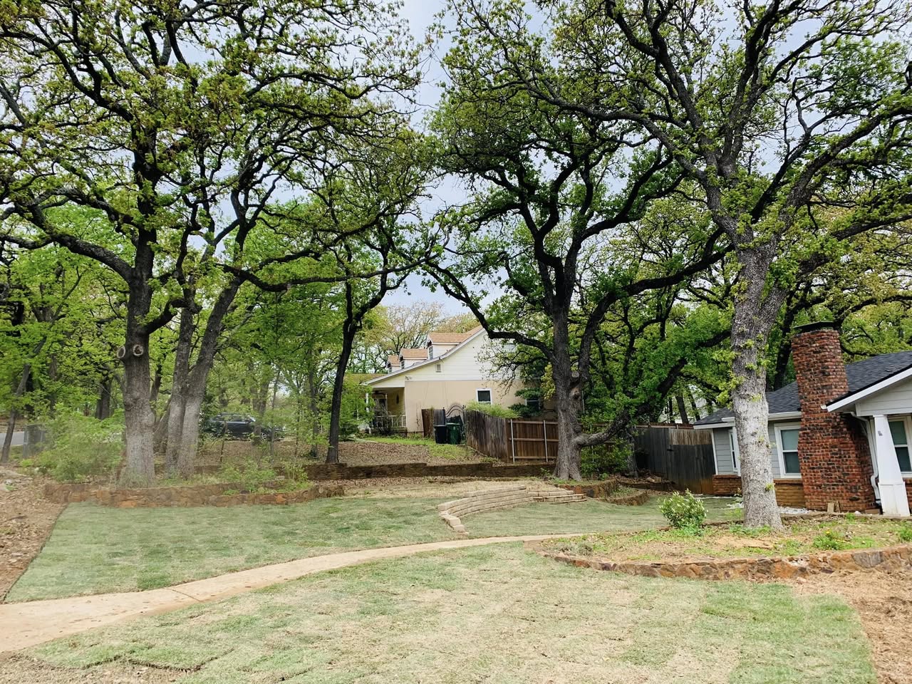 New lawn installed beneath mature shade trees