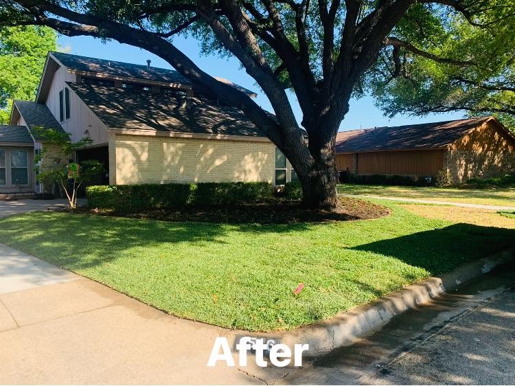 After mature tree landscape restoration