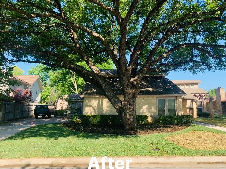 Finished mature tree landscape project