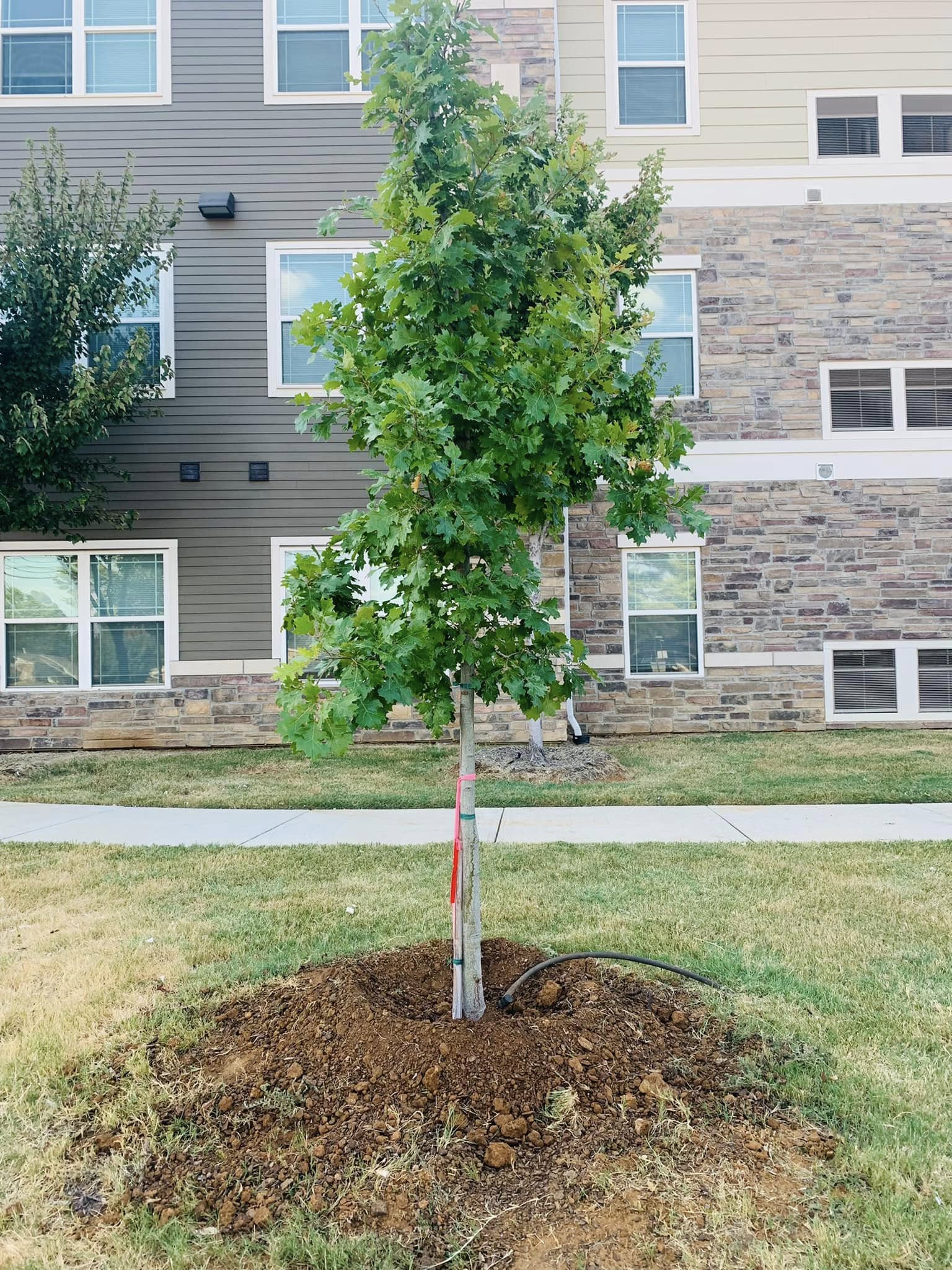 Newly planted young tree at a residential property