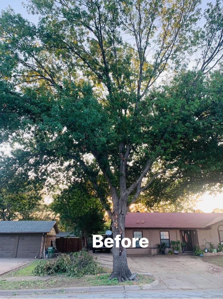 Residential and Commercial Tree Service project