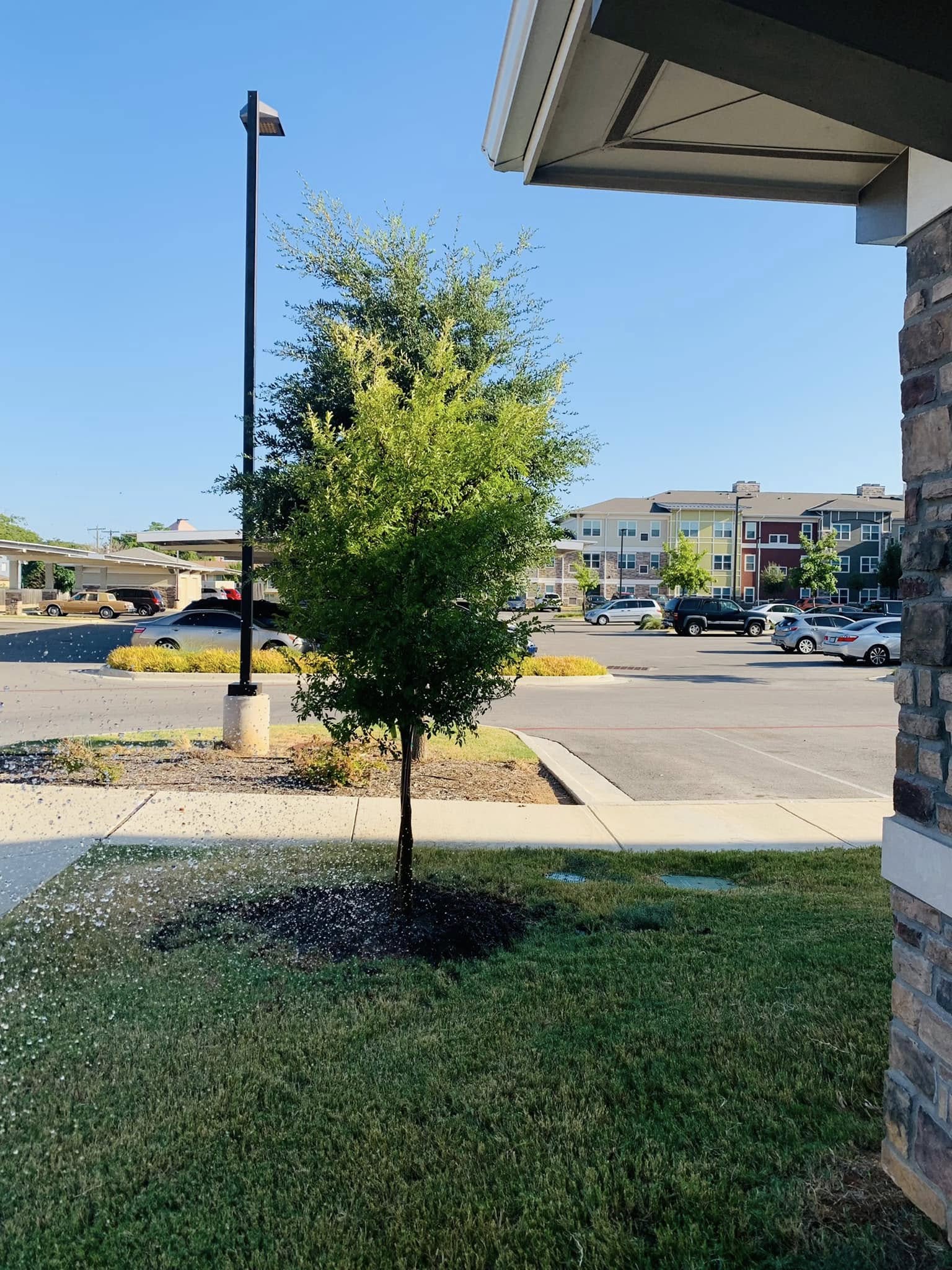 Commercial Tree Removal project