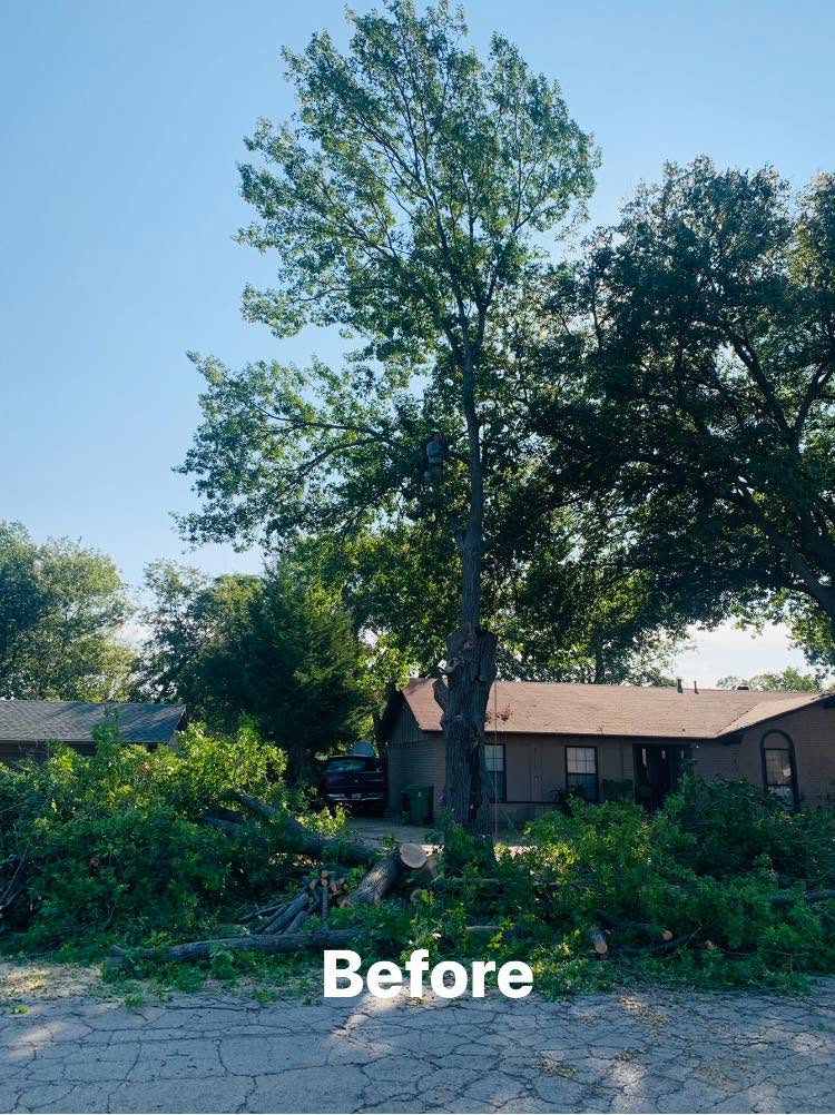 Residential Tree Removal project