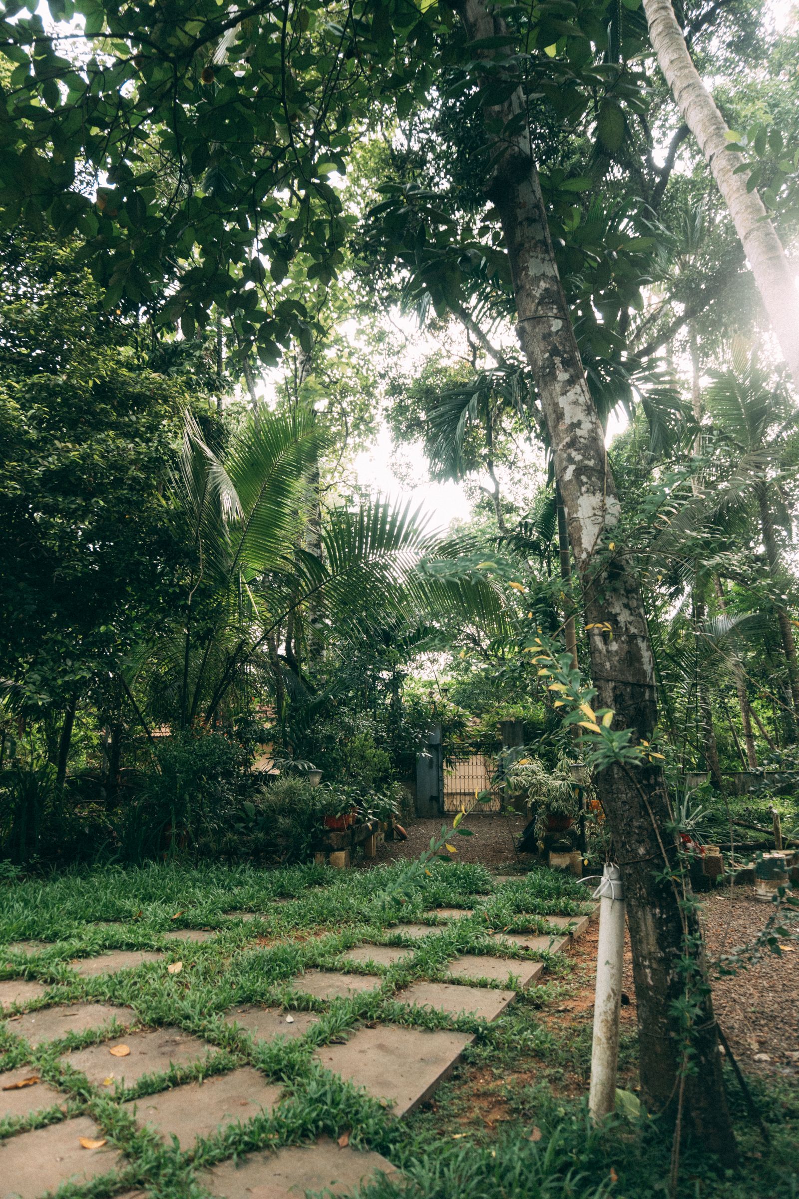 Overgrown Yard Cleanup project
