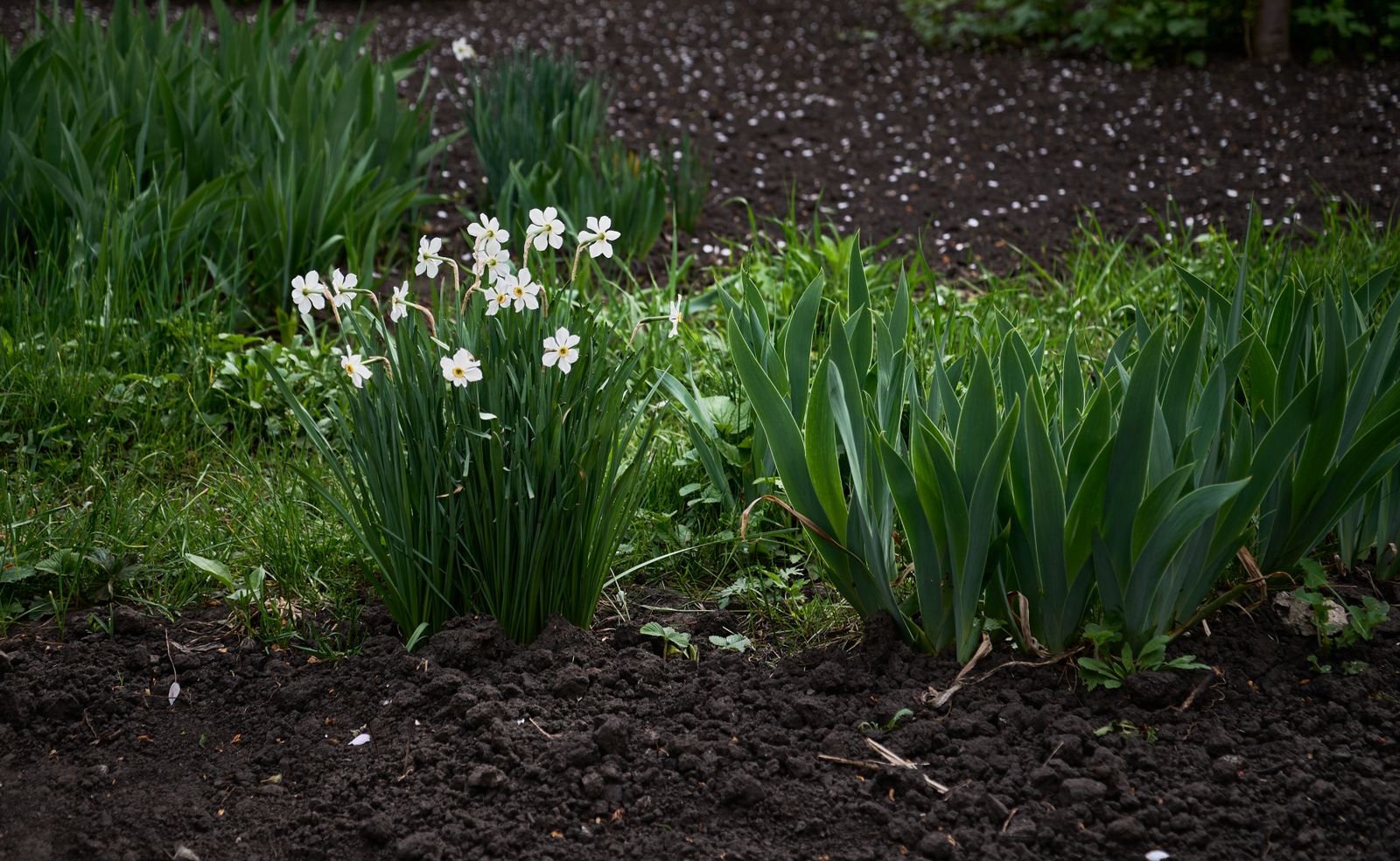 Spring Yard Cleanup project